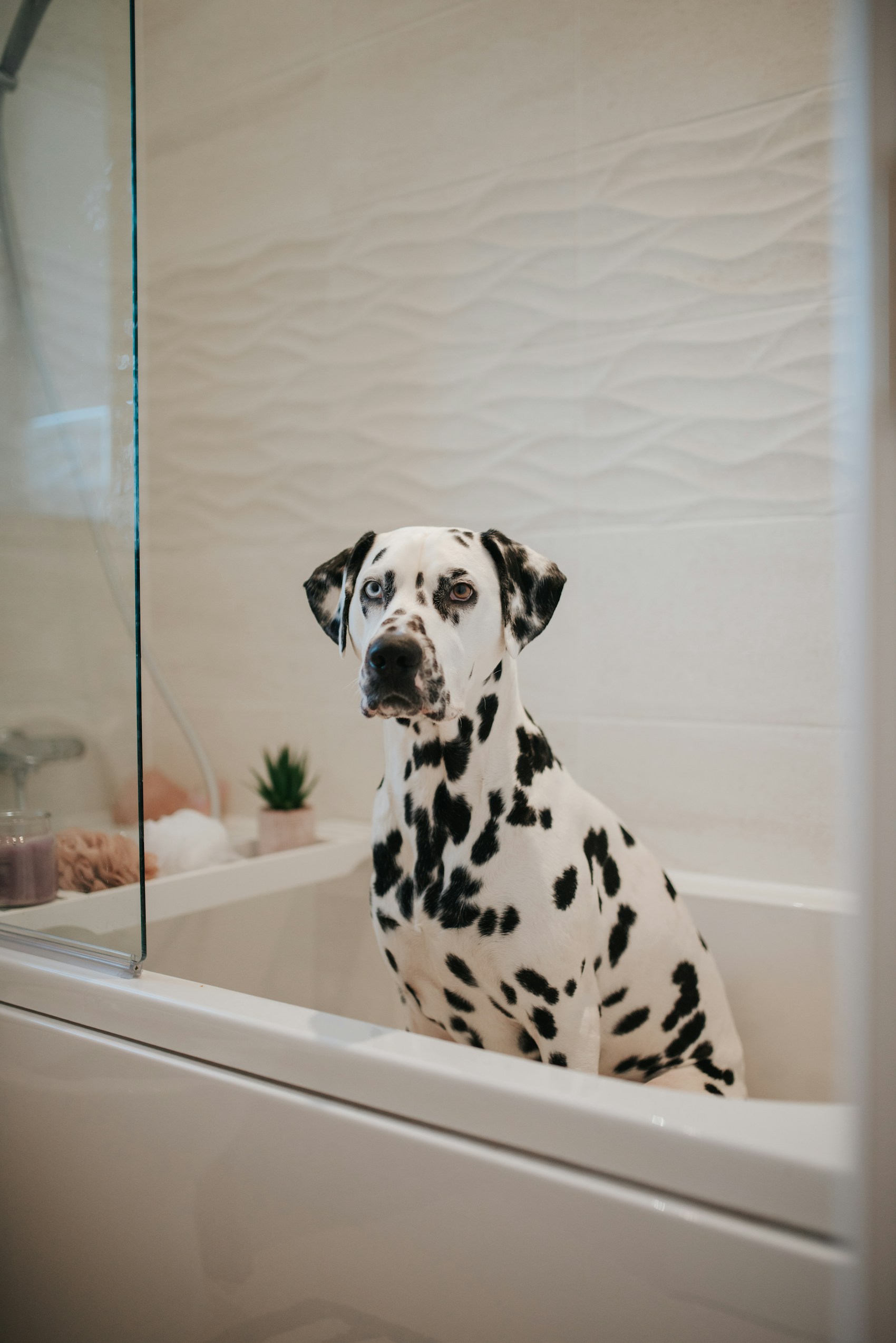 A dalmatian sitting in a bath before a wash