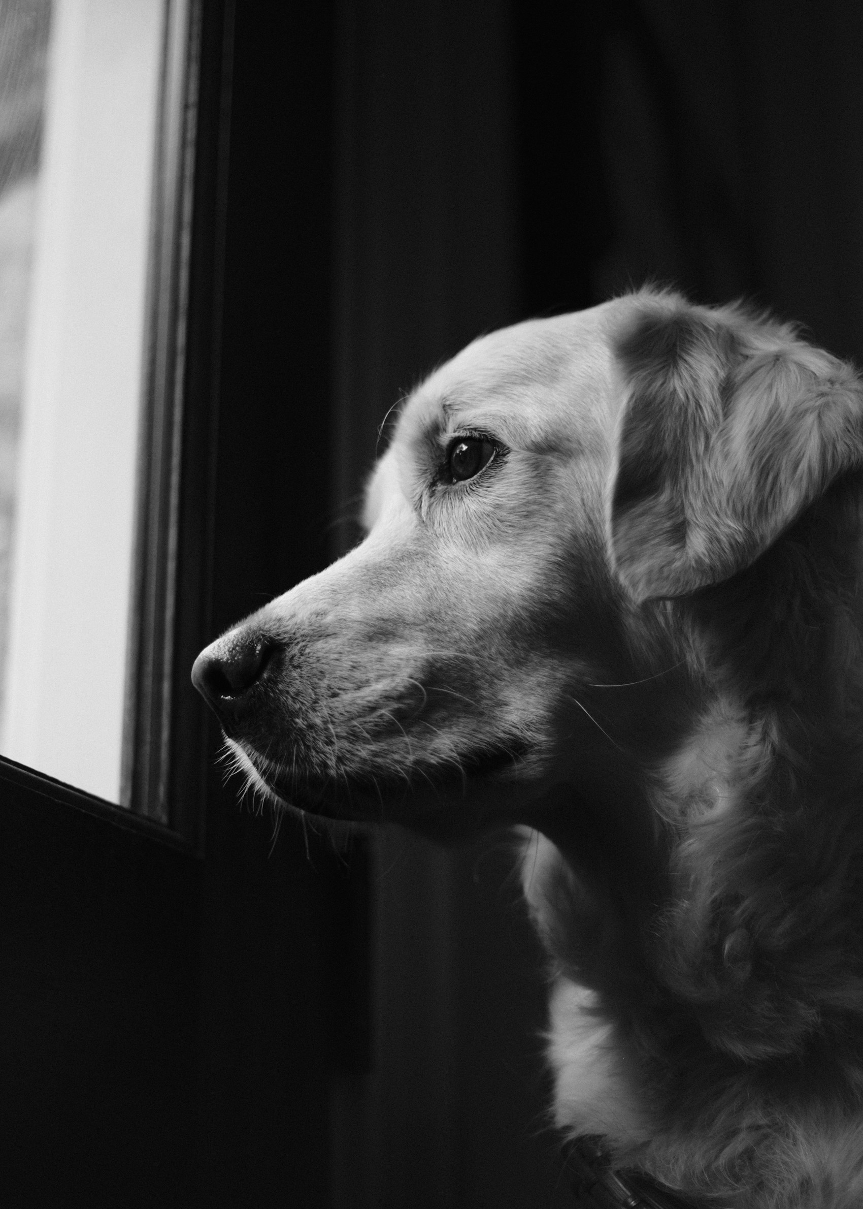 A golden retriever quietly looking out of a window