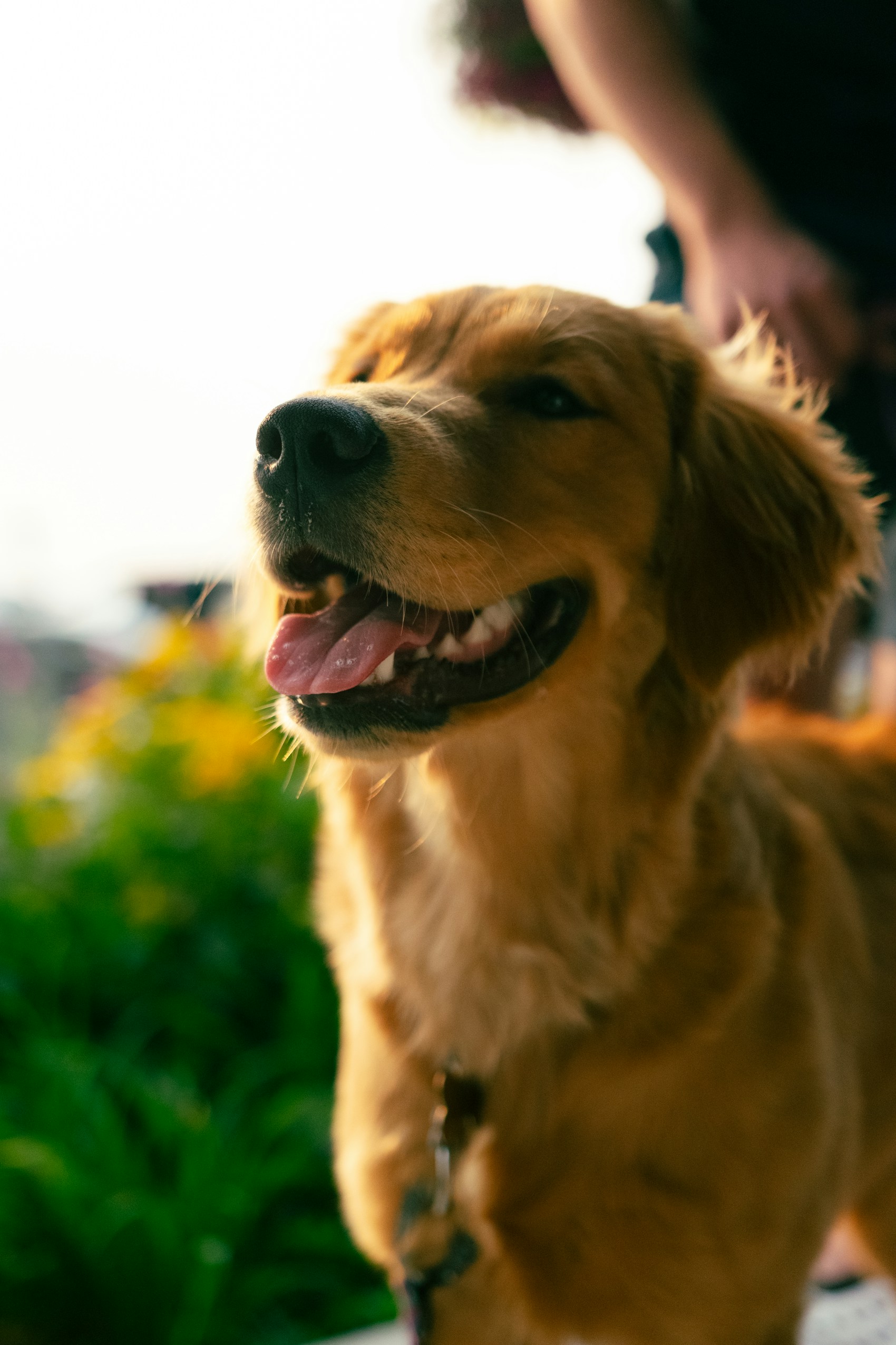 A golden retriever enjoying the sunshine